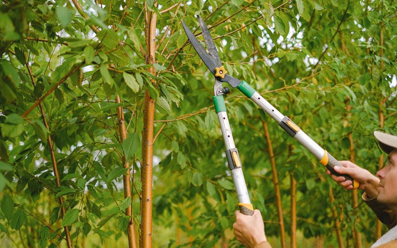 Tree trimming in Whitethorn, CA