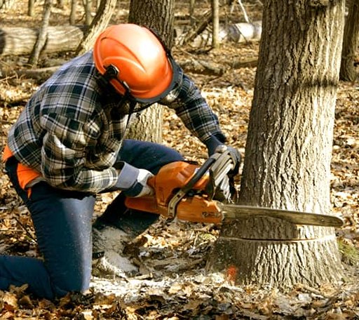 Tree Removal in Whitethorn, CA